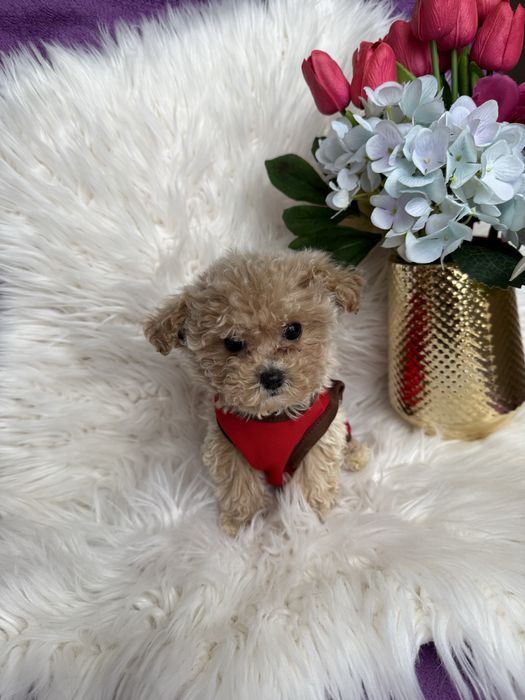 Цуценятка мальтипу ф1