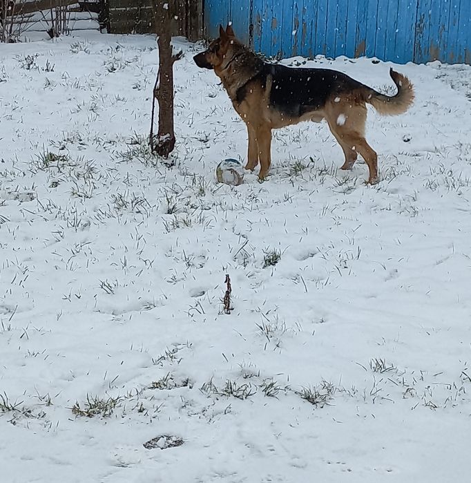 Німецька вівчарка, в'язка