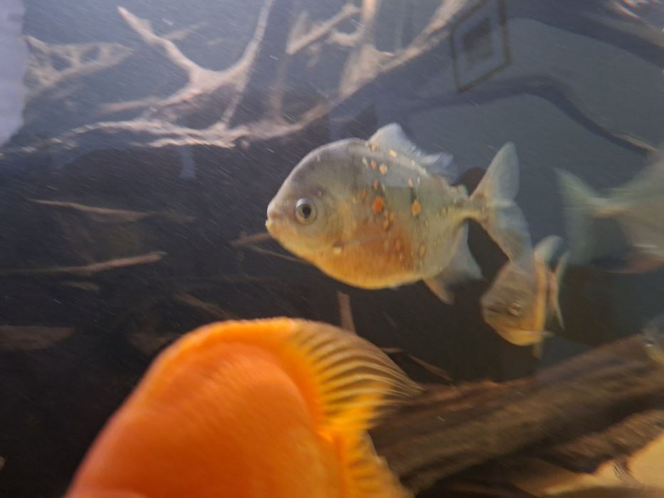 Ryba płaskobok myloplus rubriprinnis