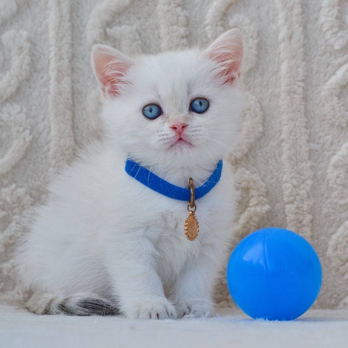 Пухнастий красунчик