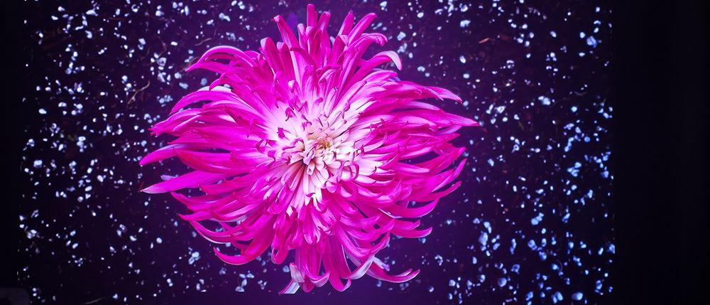 Televisão LG OLED 55B9PUA 55"