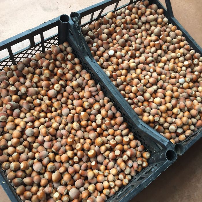 Фундук, лесной орех.