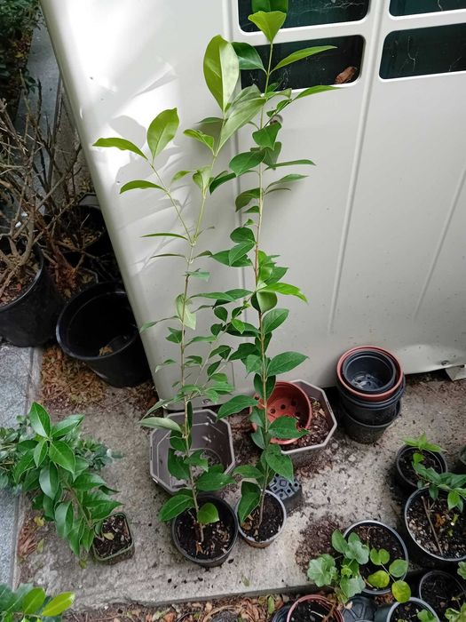 plantas para venda