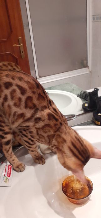 Gatinho  Bengal  excelente linhagem