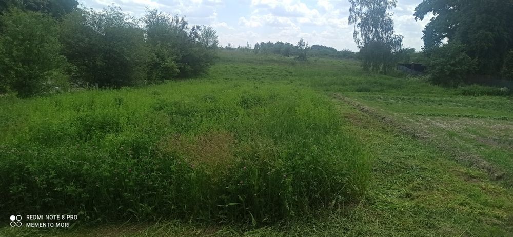 Трава дя заготовки сіна безкоштовно