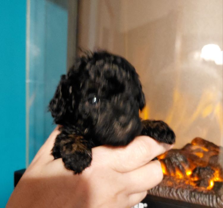 Pudel toy - suczka phantom