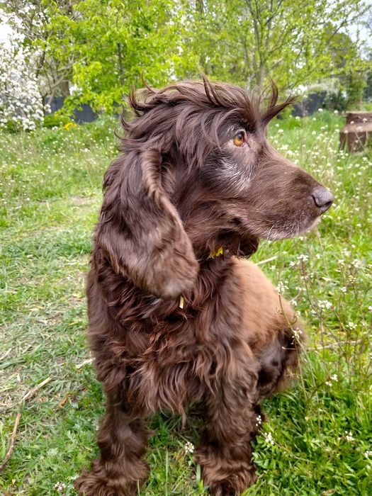 Spaniel  Majra szuka domu -grzecznościowo -aktualne