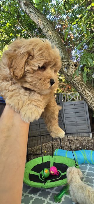 Maltipoo/ chłopczyk