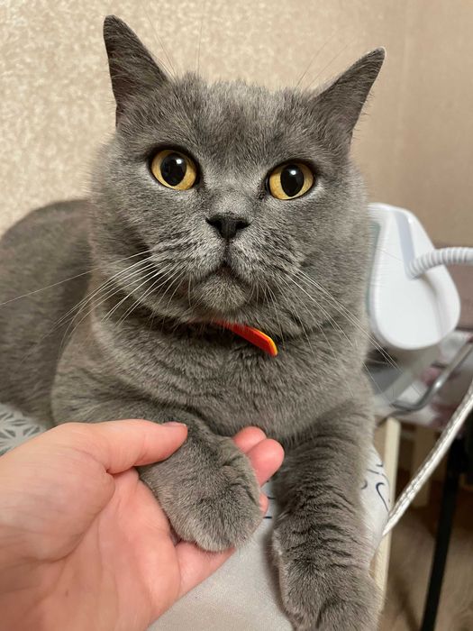 Чистокровні британські коти (прямовухі/висловухі)