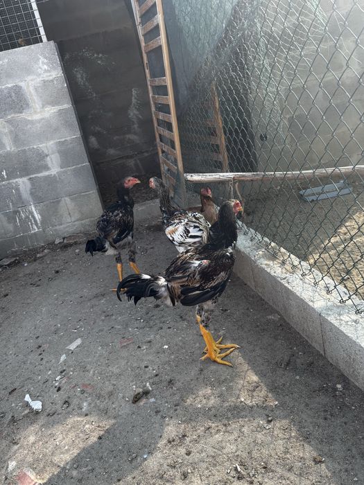 Galo indio gigante brasileiro