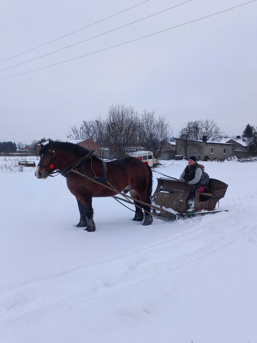 Ogier zimnokrwisty z licencją stanka