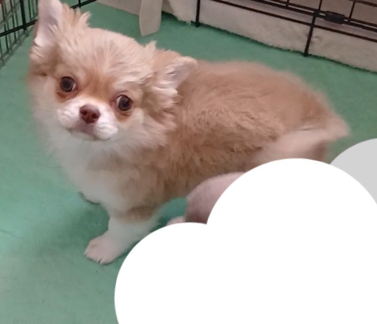 Стандартна дівчинка,КСУ,у Львові