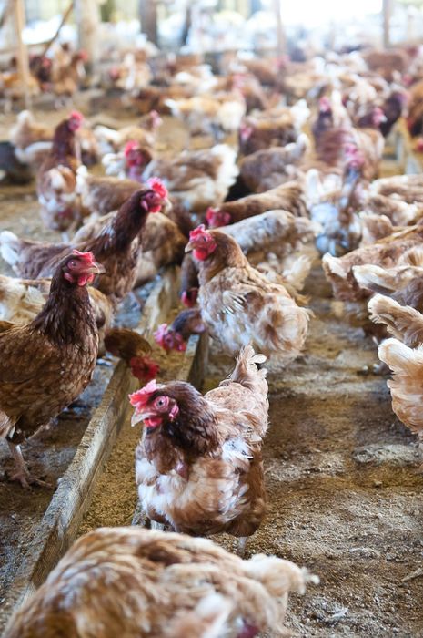 Несучка ломан-браун 12міс