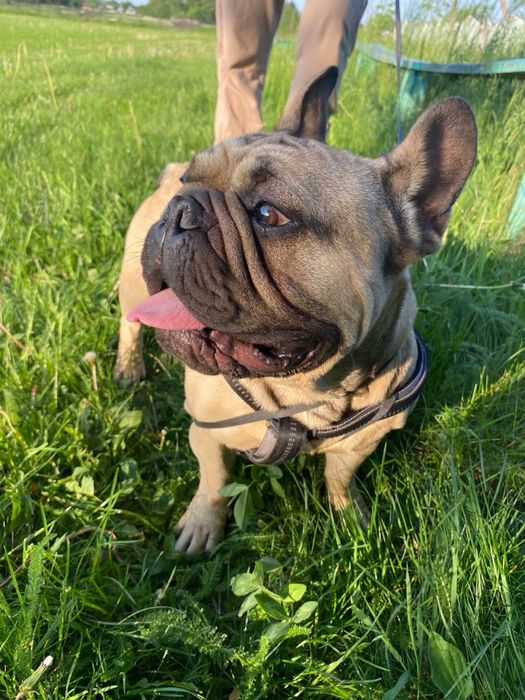 Вязка французького бульдога