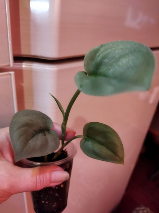 Сортовые эпипремнум, сциндапсусы.