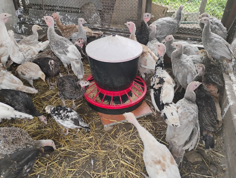 Indyki młode mix kolorów