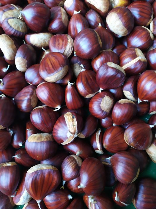 Castanhas Martainha