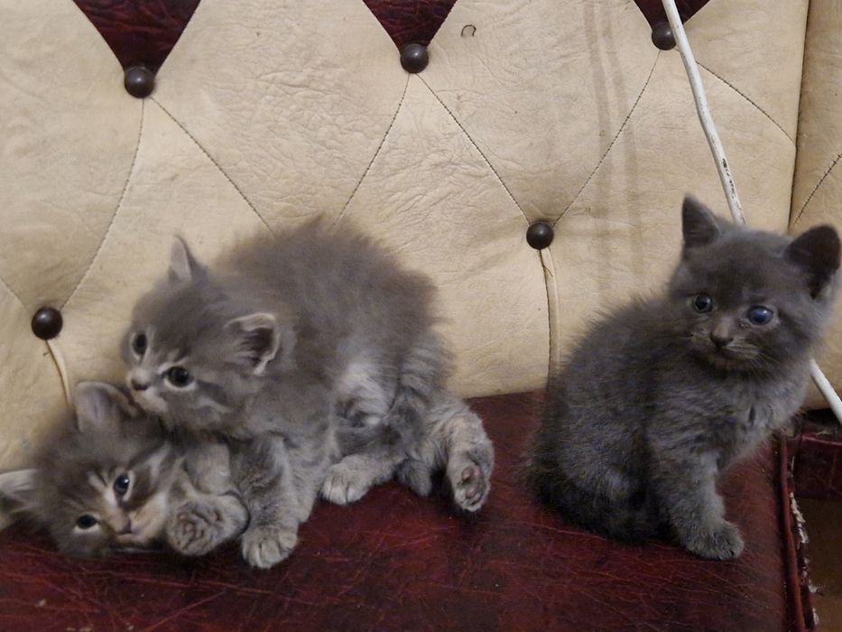 Отдам в добрые руки 3 котика (2 мальчишки) и девочка