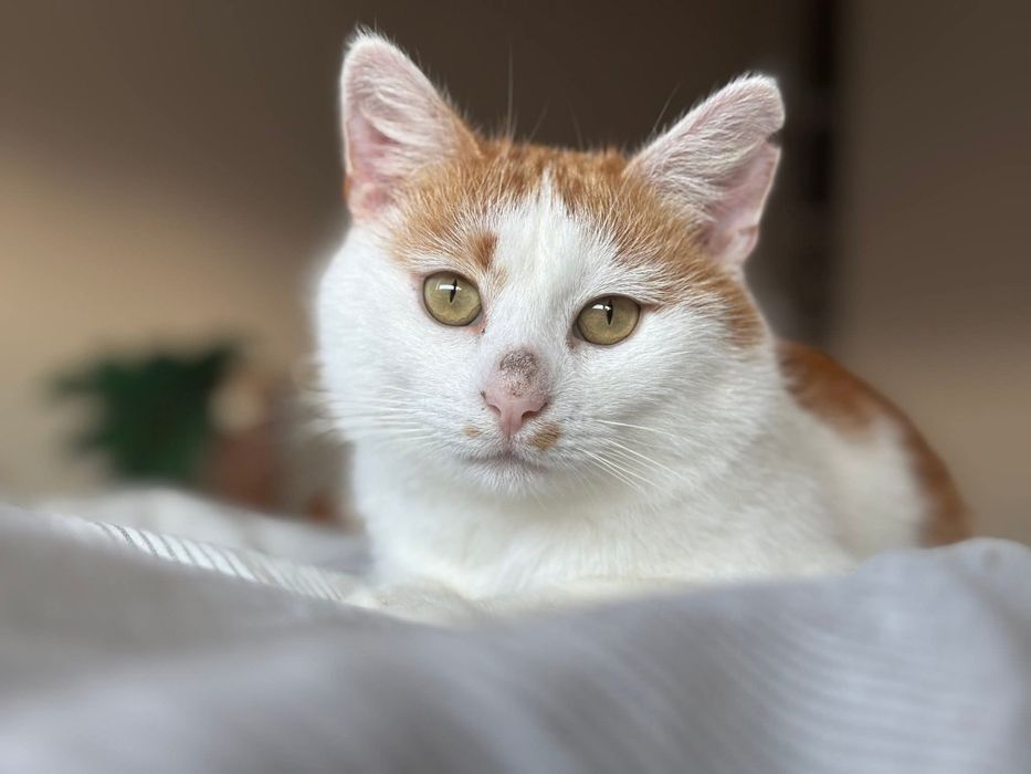 Uroczy Maślaczek szuka domu!