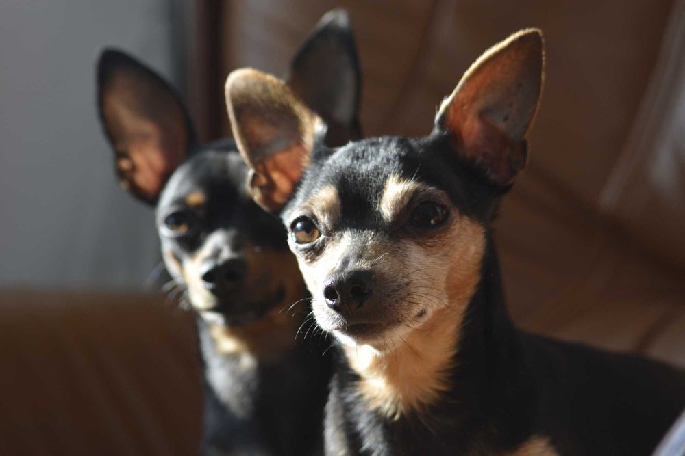 Nikon D5200 + 2 obiektywy + 2 torby + akcesoria