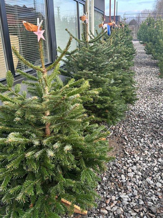 Продаж Ялиць Нордмана Данія жива від 1,5 метра до 2,20 метрів