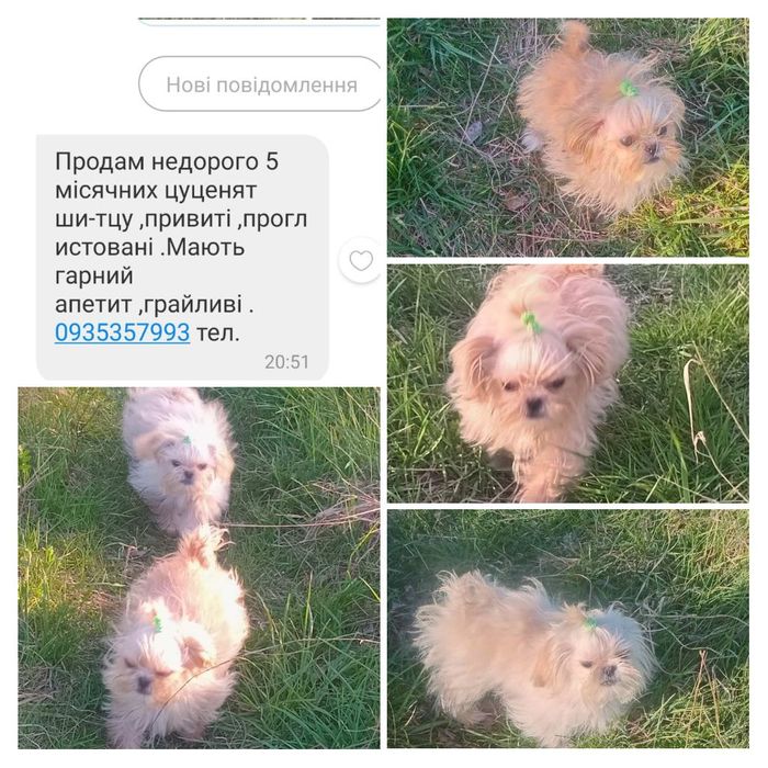 Продам ши-цу два хлопчика