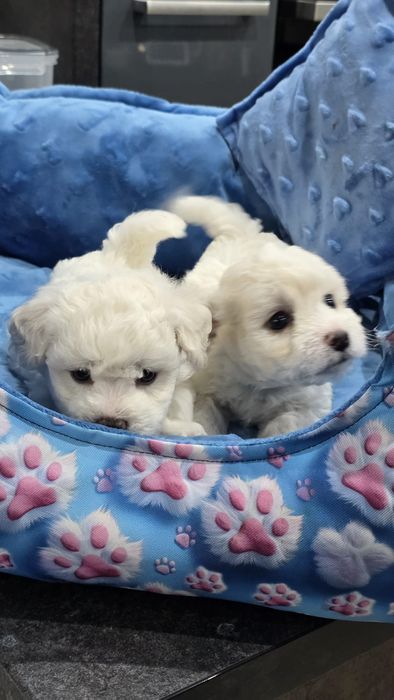 Bichon Frise Fci piesek