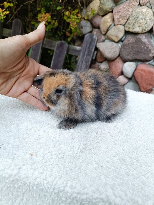 Mini Lop Radom Happy Teddy