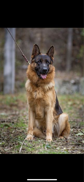 Німецька вівчарка