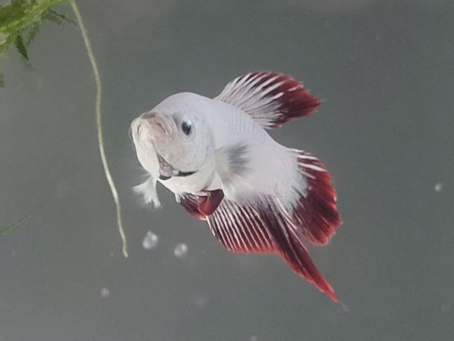 Casal de Betta Red Dragon Plakat Premium à venda os mesmos das fotos