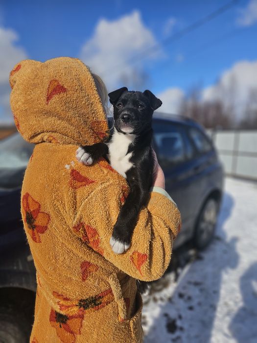 Чорне цуценя з білою грудкою. 3 місяці