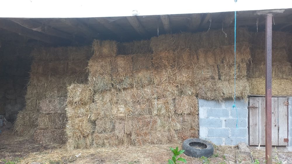 Vende-se palha de azevem deste ano boa qualidade