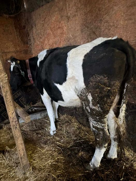 Sprzedam krowę mleczną