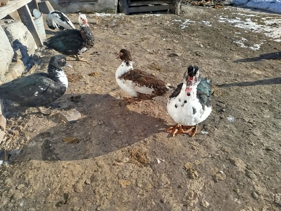 Чиста порода! Качка мускусна, індокачка, качур, розведення, на м'ясо