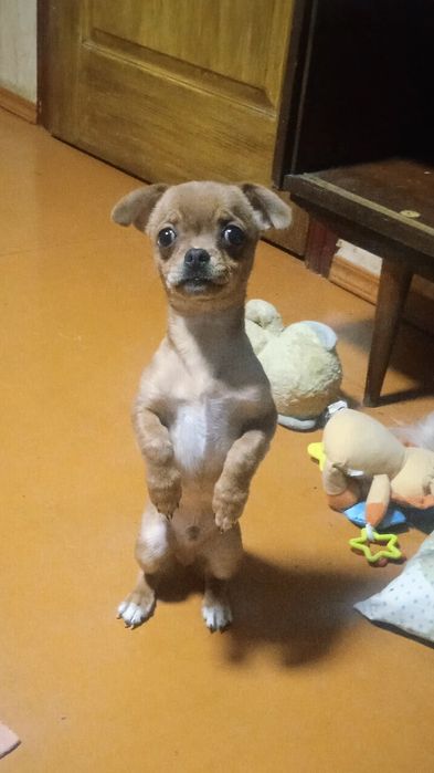 Продам щена ЧіхуаХуа хлопчик  4 місяці. Кофейний. Ігривий,їсть все.