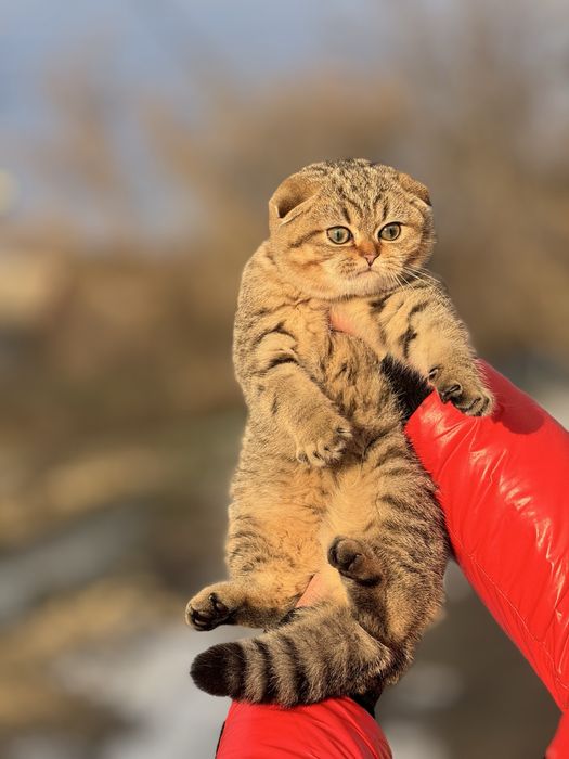 Золоте диво шукає свою родину