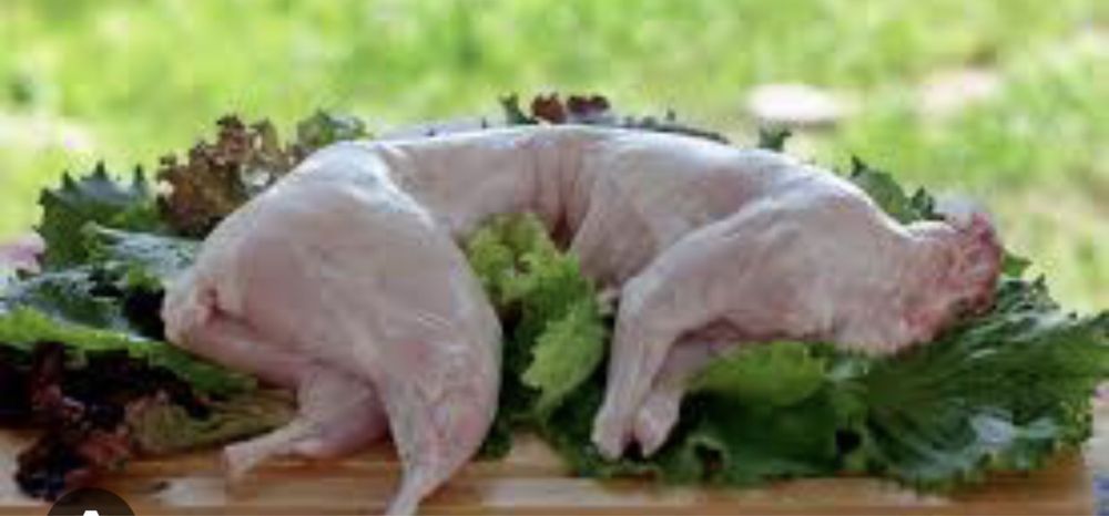 Свіже М’ясо молодих кроликів