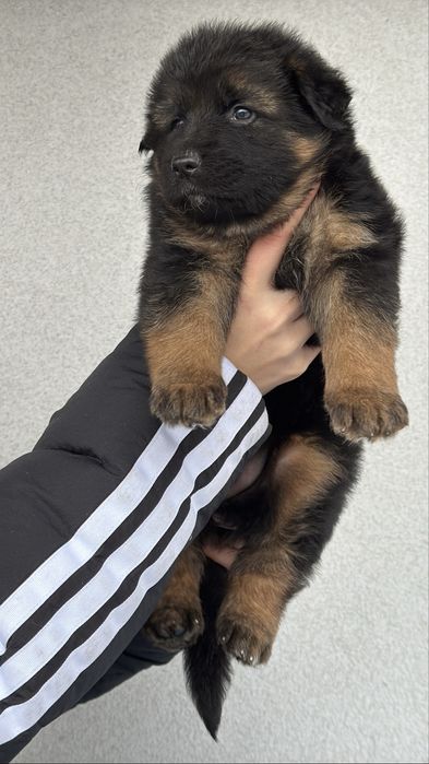 Цуценятка німецької вівчарки КСУ