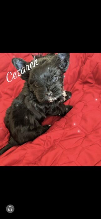 Yorshire terrier piesek