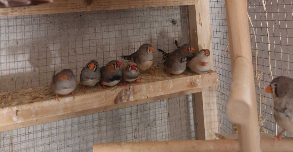 Mandarins muito lindos
