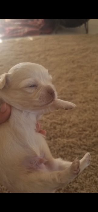 Chihuahua macho puro