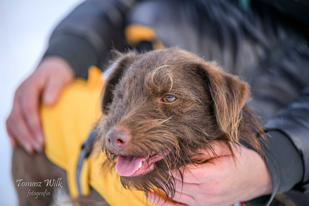 Super szorstkowłosy pies do adopcji!!