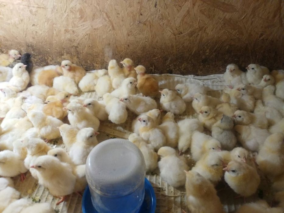 Інкубаційне яйце бройлерів, Яйце угорське, чеське з клеймом.