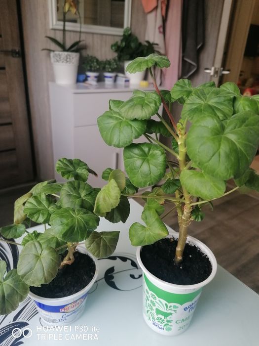 Пеларгонія Malins parla