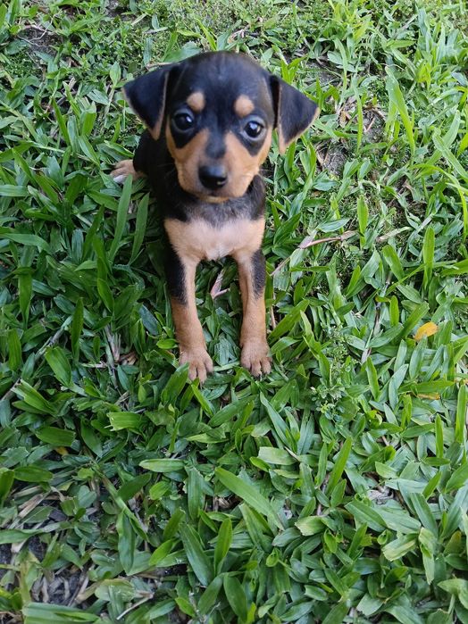 Fêmea pinscher linda