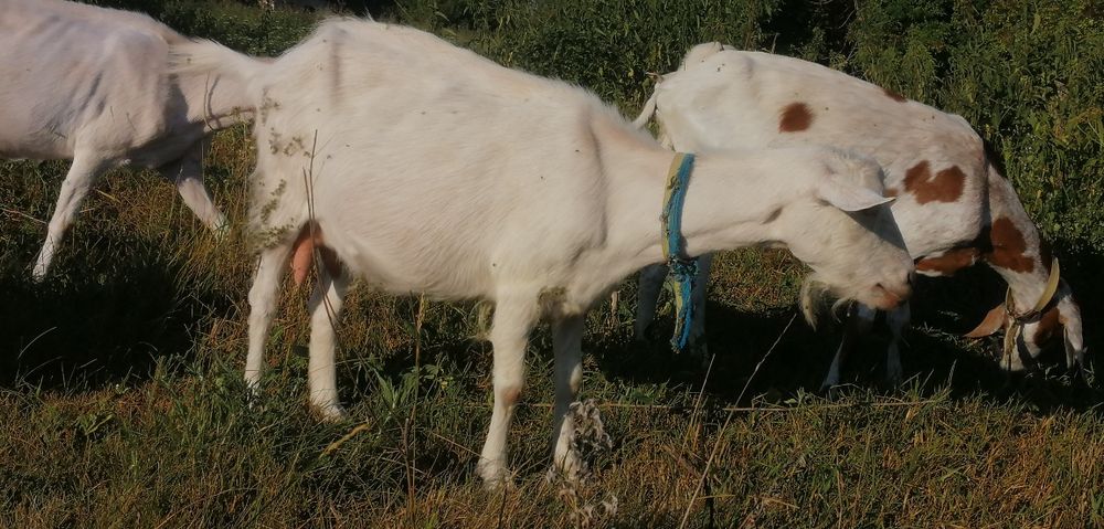 Коза зааненка з козочкою від Нубійця