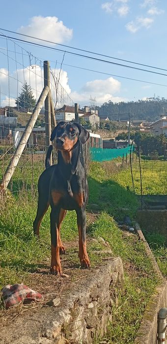 Macho procura namorada