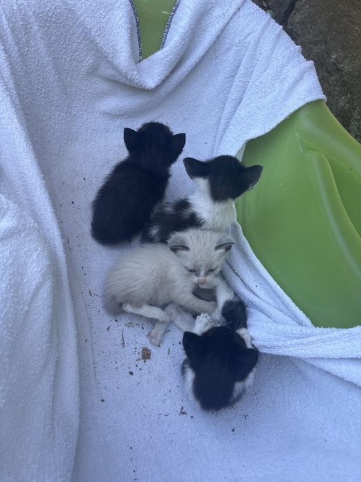 Dou gatos  fofos e lindos