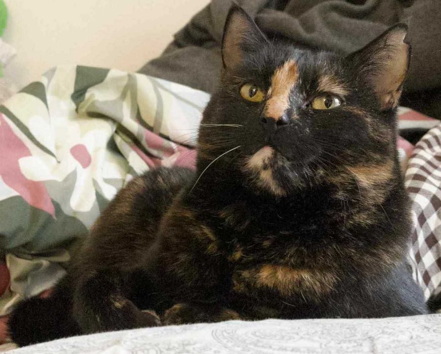 Cynamonka szuka spokojnego domu