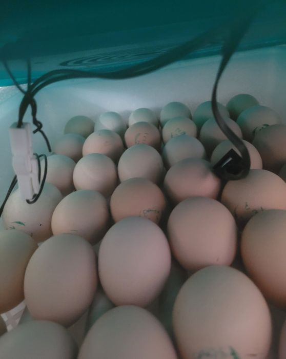 Яйце інкубаційне Несучки